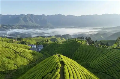 鹤峰茶：品质与精神共铸海外辉煌，逆势上扬展宏图